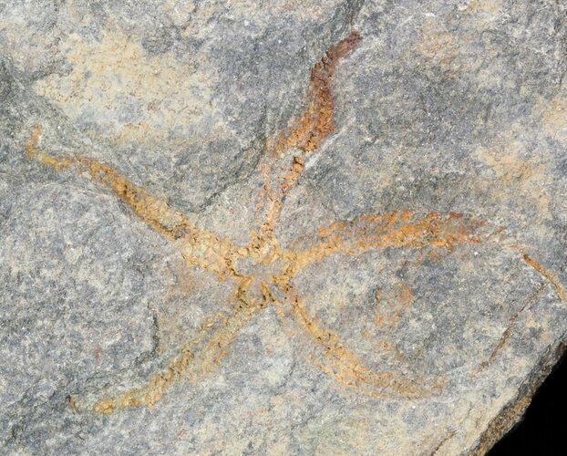 Ordovician Brittle Star (Ophiura) Fossil #46468